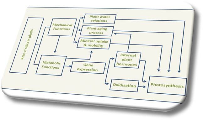role of silica