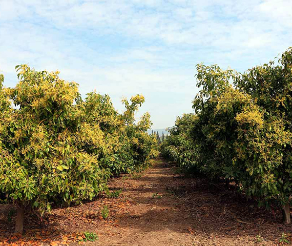 fruit trees