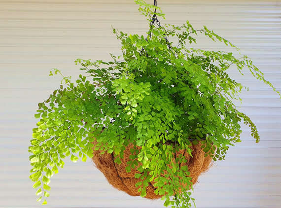 Mineral Magic for hanging baskets